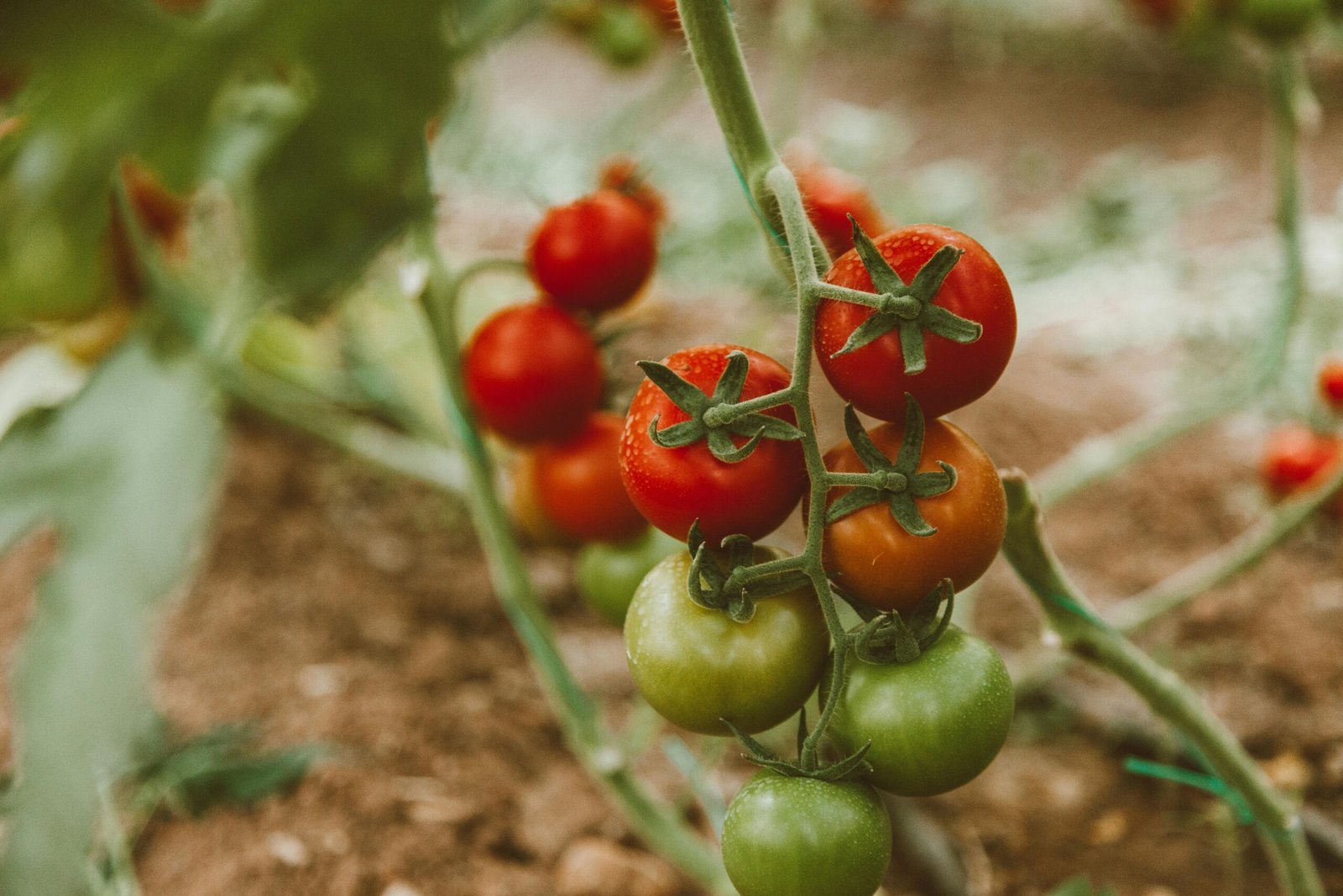 The Perfect Companions: What Plants Are Good Neighbors for Tomato Plants and Why